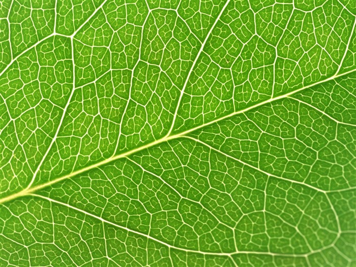 Green leaf photo wallpaper (6) #18