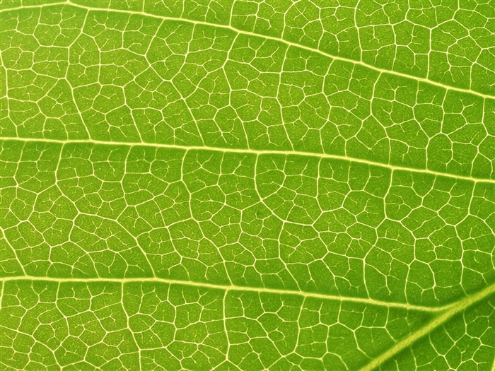 Green leaf photo wallpaper (6) #19