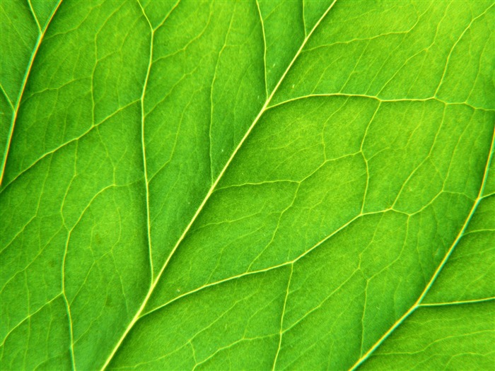 Green leaf photo wallpaper (6) #20