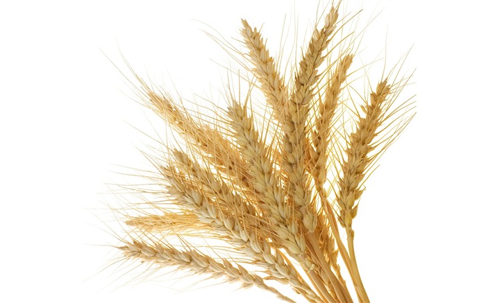 Fond d'écran du blé (1) #4