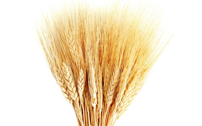 Fond d'écran du blé (1) #11