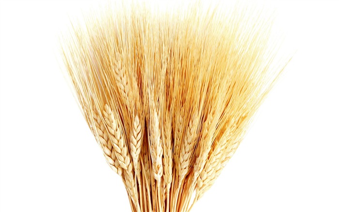 Wheat wallpaper (1) #11