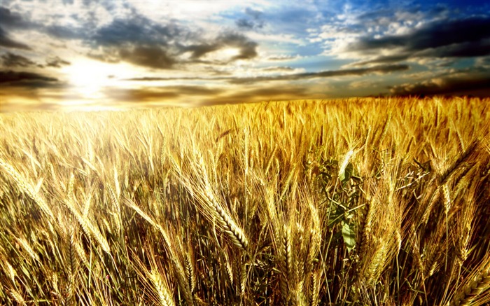 Wheat wallpaper (1) #13