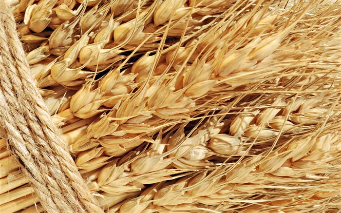 Wheat wallpaper (1) #15