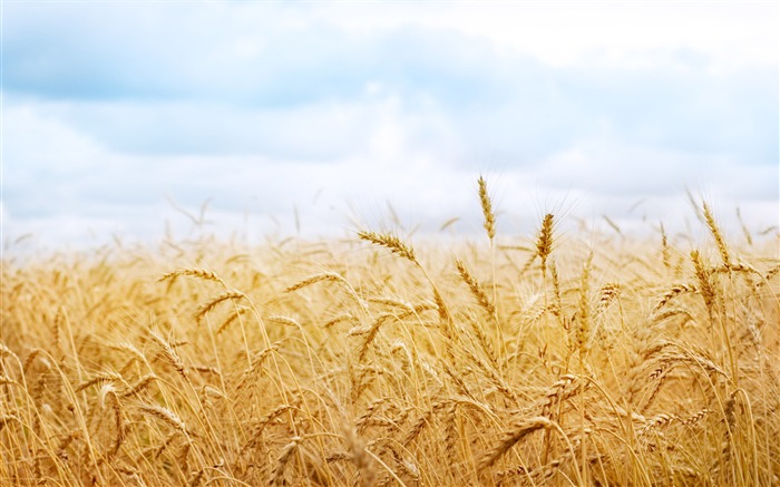 Wheat wallpaper (1) #17