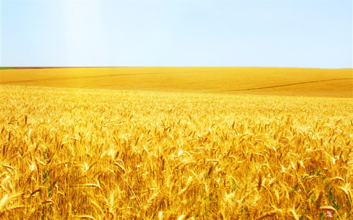 Wheat wallpaper (2) #9