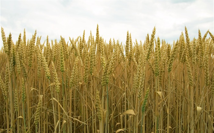 Wheat wallpaper (2) #10