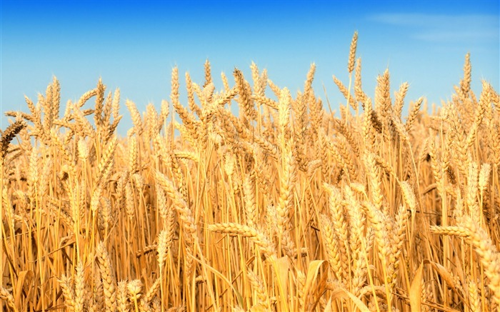 Wheat wallpaper (2) #13