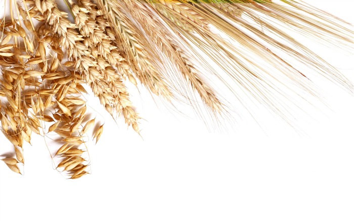 Fond d'écran du blé (2) #15