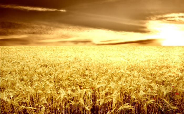 Wheat wallpaper (2) #18