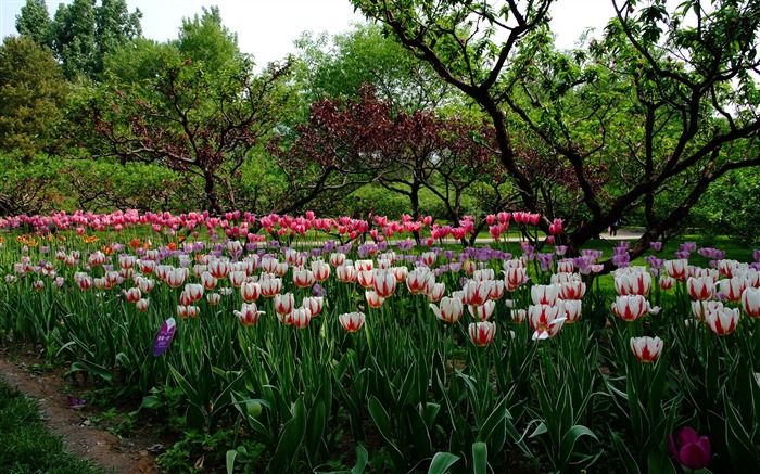 jardin Xiangshan début de l'été (travaux barres d'armature) #4