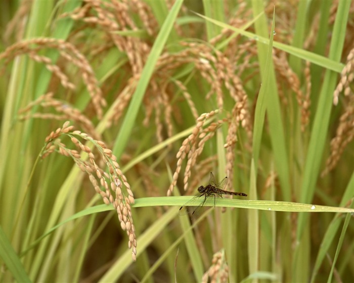 The wheat field wallpaper (1) #6