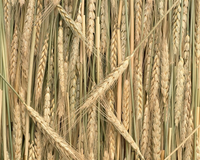 The wheat field wallpaper (1) #7