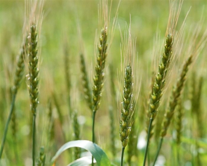 The wheat field wallpaper (1) #12