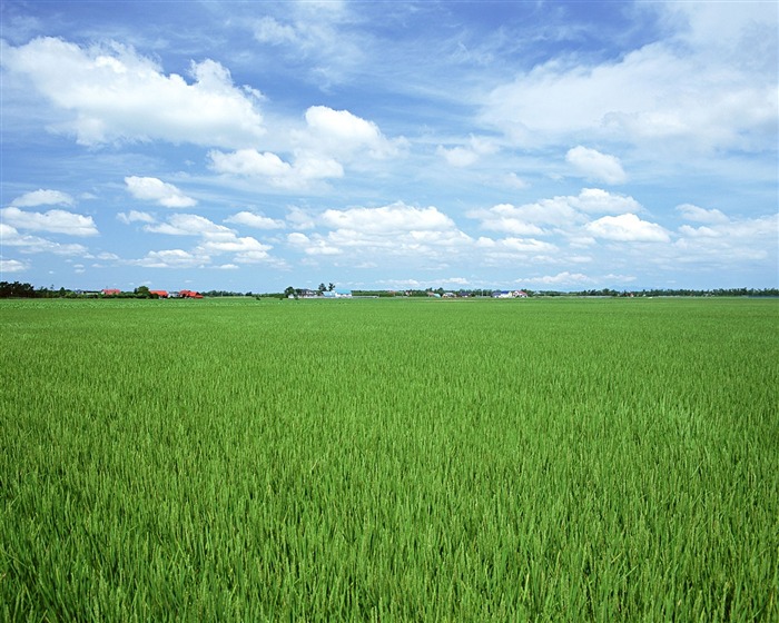 田野麦浪 壁纸(一)14