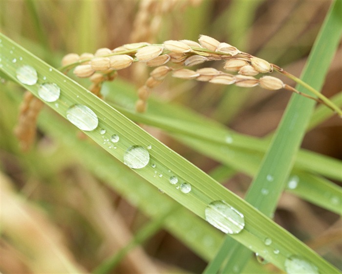 The wheat field wallpaper (1) #15