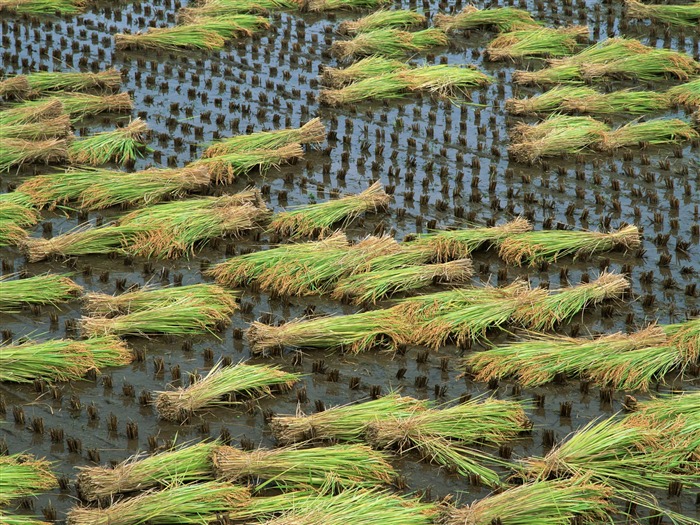 Le fond d'écran champ de blé (2) #2