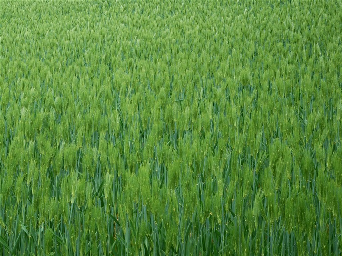 The wheat field wallpaper (21) #7