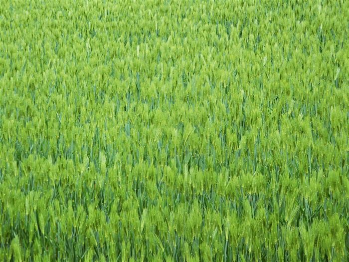 Le fond d'écran champ de blé (2) #8