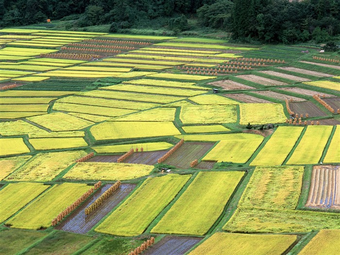 밀 필드 벽지 (2) #11