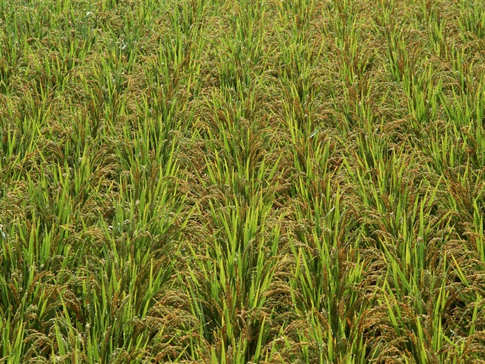 The wheat field wallpaper (21) #15