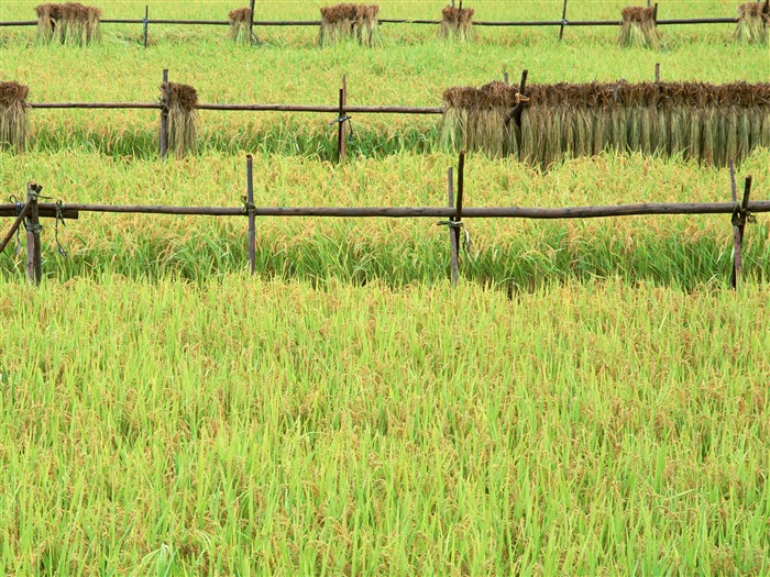 The wheat field wallpaper (21) #19