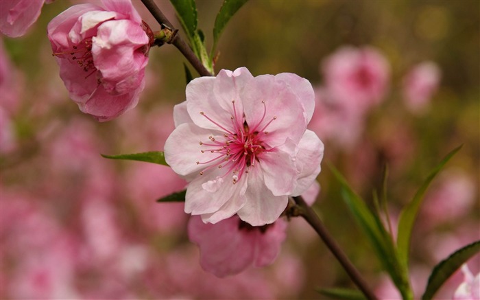 Animal Fleur Macro (œuvres des barres d'armature) #7