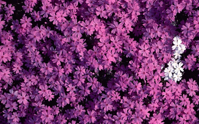 1680 꽃 녹색 잎 배경 벽지 (1) #17
