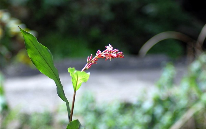 Flowers macro close-up (yt510752623 works) #5