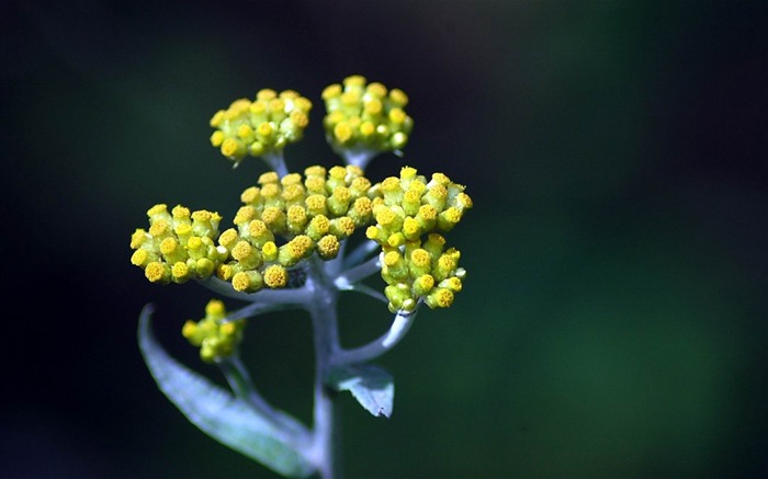 Fleurs macro close-up (yt510752623 œuvres) #6