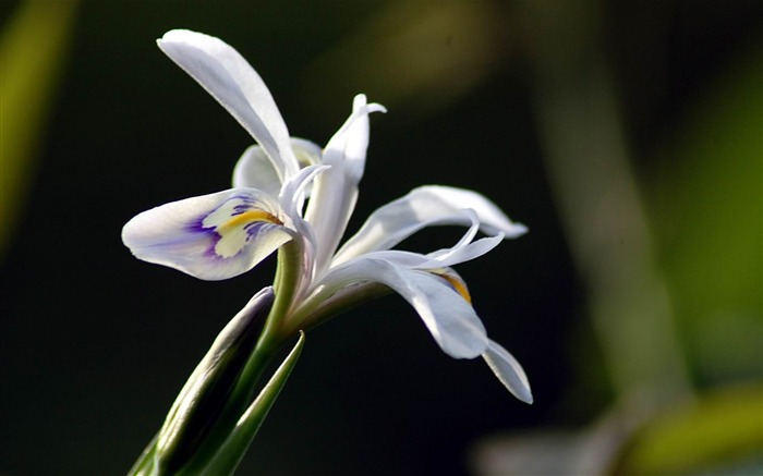 Fleurs macro close-up (yt510752623 œuvres) #11