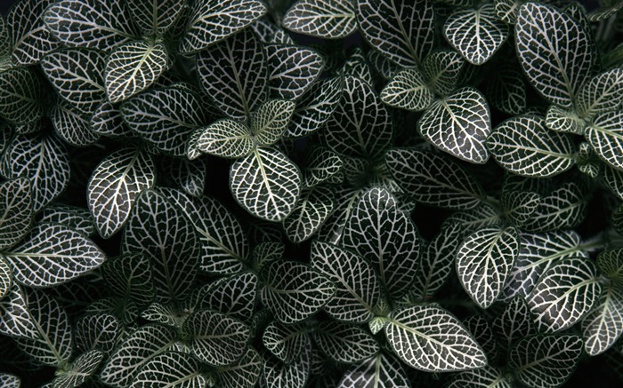 1680 Blumen grünes Blatt Hintergrundbild (3) #3
