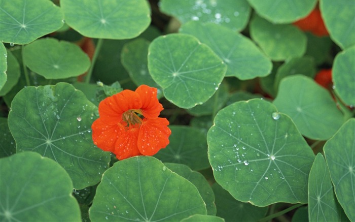 1680 fondos de escritorio de flores de color verde de la hoja (4) #1