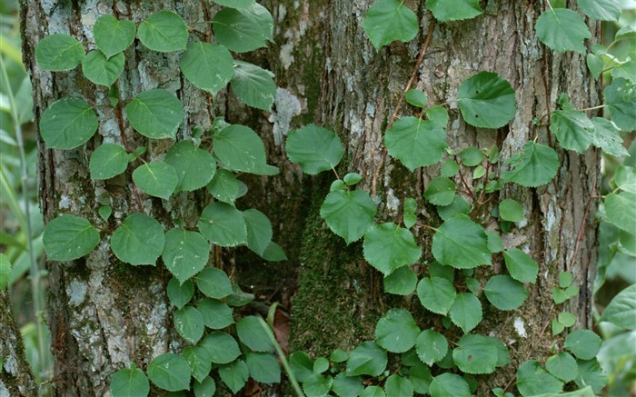 1680 꽃 녹색 잎 배경 벽지 (4) #15
