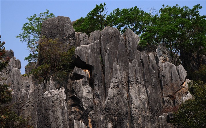 Steinwald in Yunnan Linie (2) (Khitan Wolf arbeitet) #4