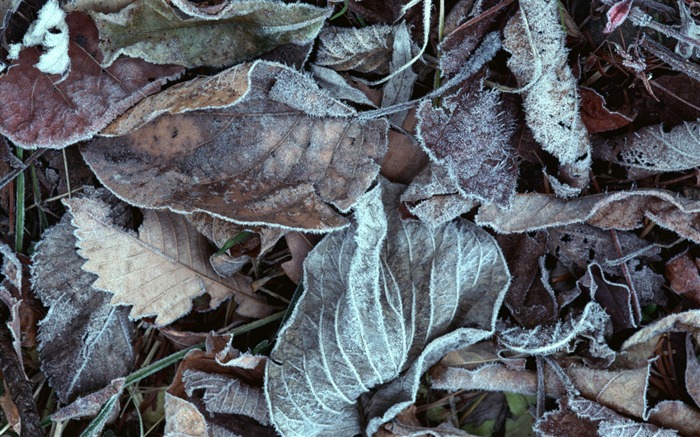 1680 fleurs vertes feuilles fond d'écran (6) #12