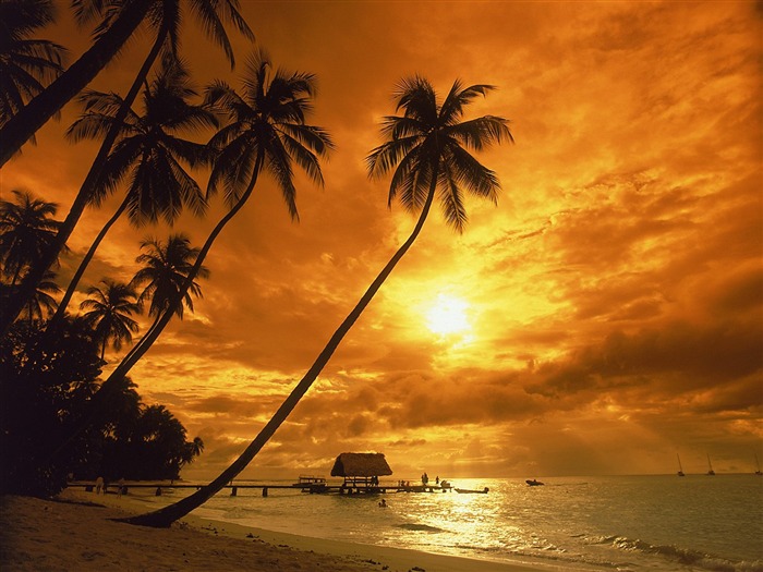 Fond d'écran Palm arbre coucher de soleil (1) #3