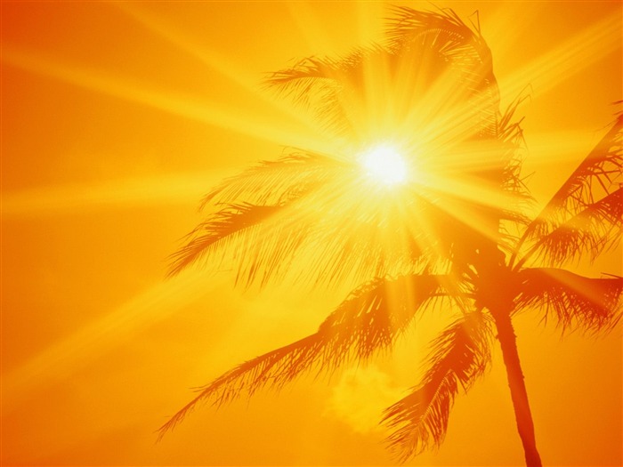 Palm tree sunset wallpaper (1) #5