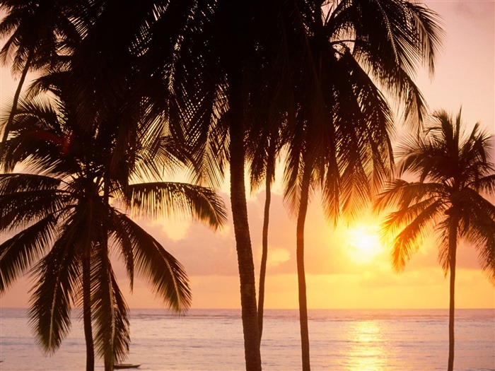 Fond d'écran Palm arbre coucher de soleil (1) #6