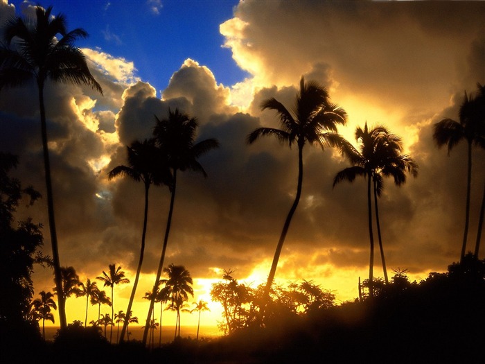 Fond d'écran Palm arbre coucher de soleil (1) #8