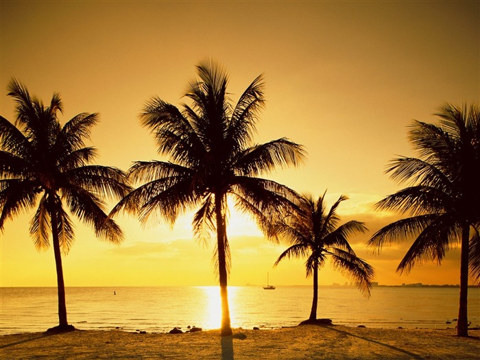 Fond d'écran Palm arbre coucher de soleil (1) #9