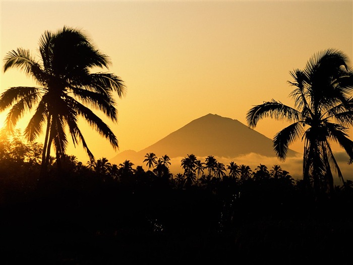 Fond d'écran Palm arbre coucher de soleil (1) #10