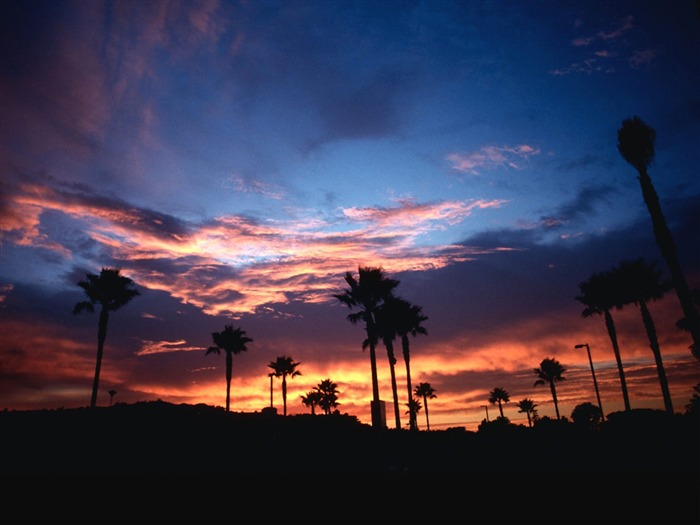 Fond d'écran Palm arbre coucher de soleil (1) #12