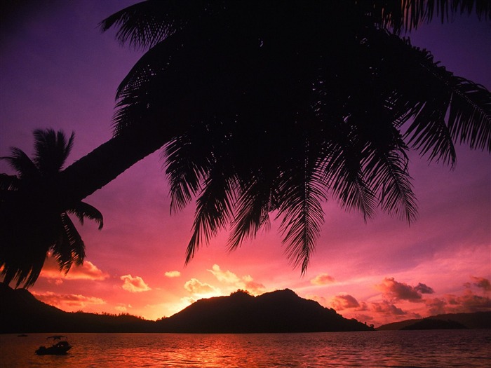 Fond d'écran Palm arbre coucher de soleil (1) #14