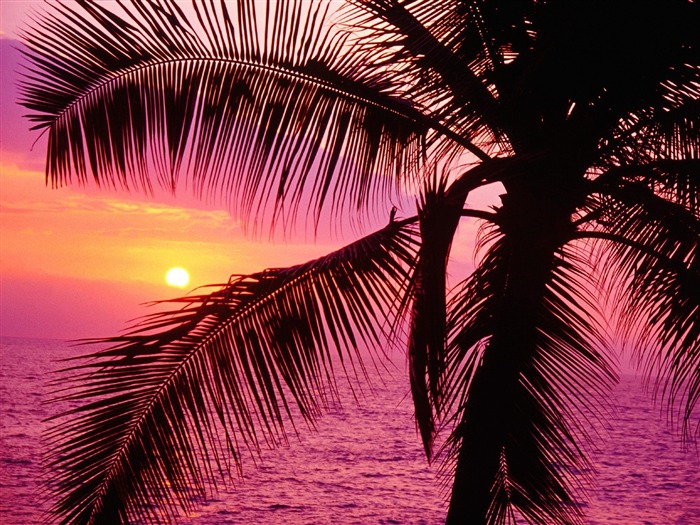 Palm tree sunset wallpaper (1) #15