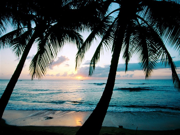 Fond d'écran Palm arbre coucher de soleil (1) #17
