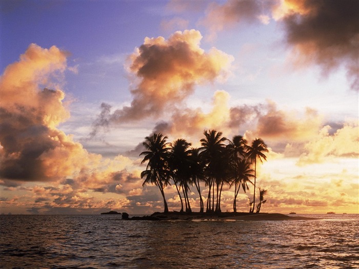 Fond d'écran Palm arbre coucher de soleil (1) #18