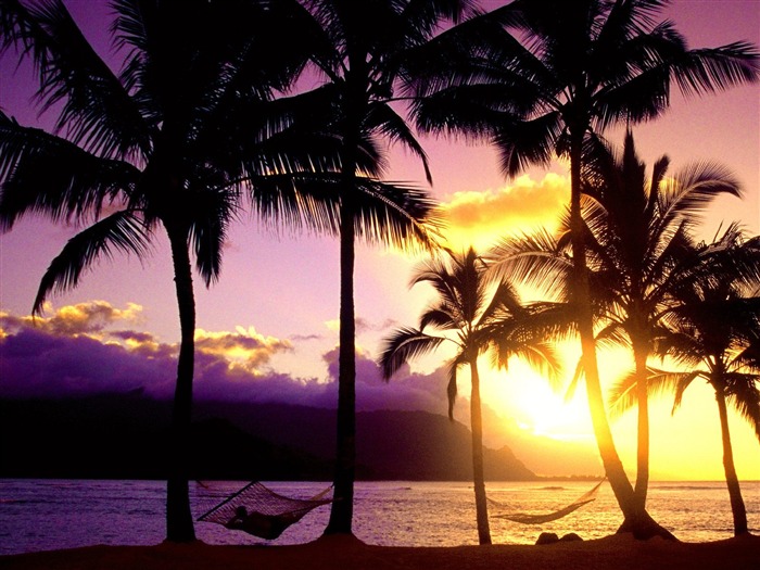 Fond d'écran Palm arbre coucher de soleil (1) #20