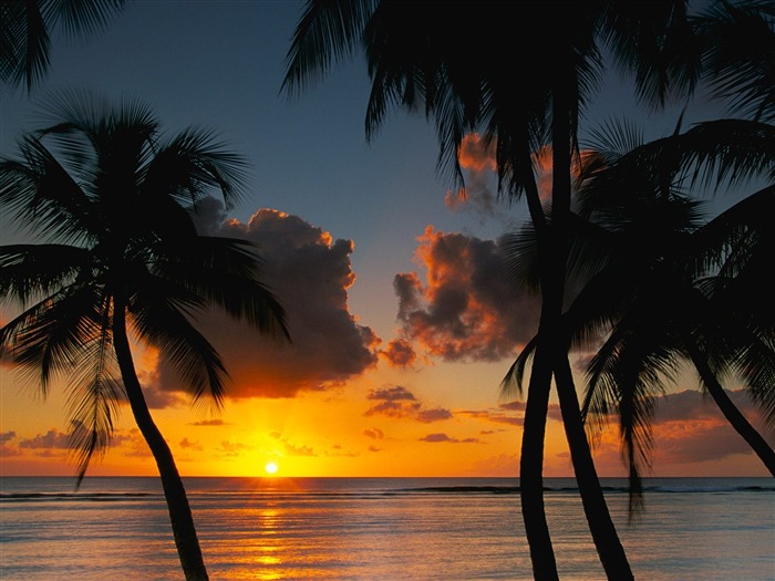 Fond d'écran Palm arbre coucher de soleil (1) #21