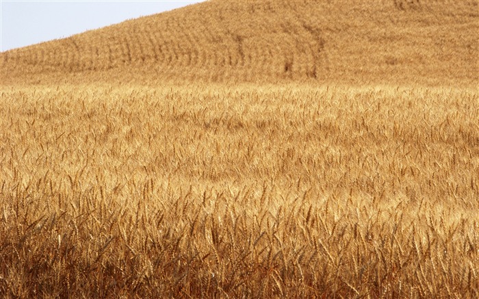 Wheat wallpaper (3) #5